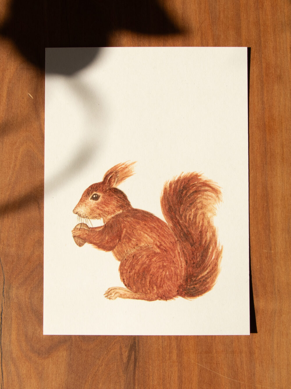 Postkarte Tiere - "Eichhörnchen"