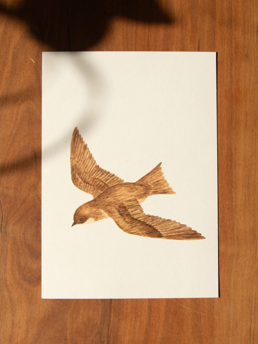 Postkarte Tiere - "Mauersegler"