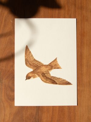 Postkarte Tiere - "Mauersegler"