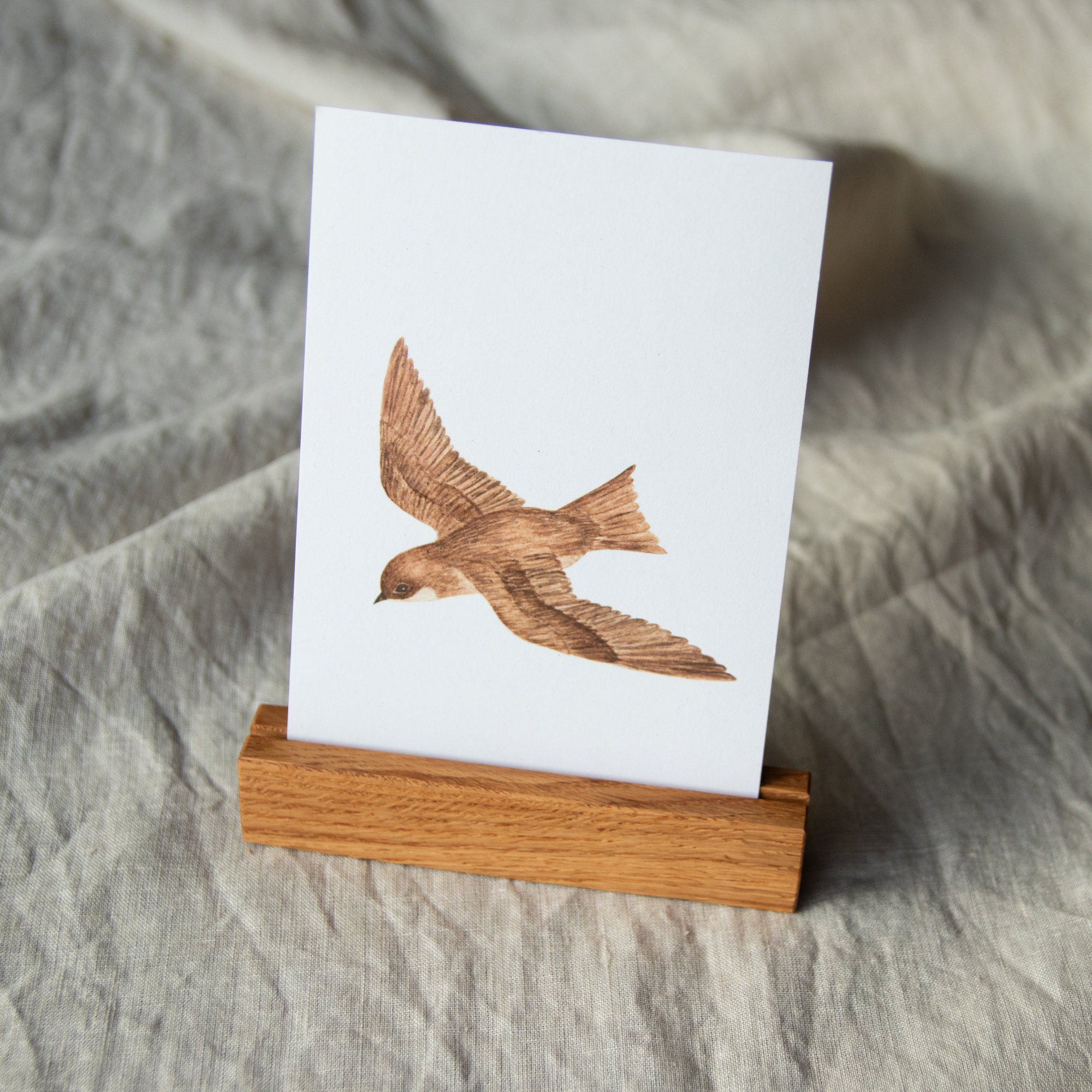 Postkarte Tiere - "Mauersegler" – Bild 5