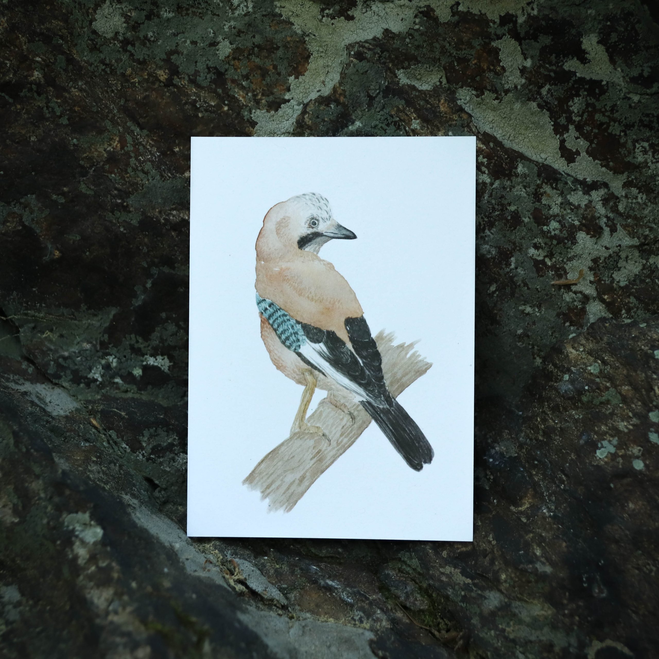 Postkarte Tiere - "Eichelhäher" – Bild 2