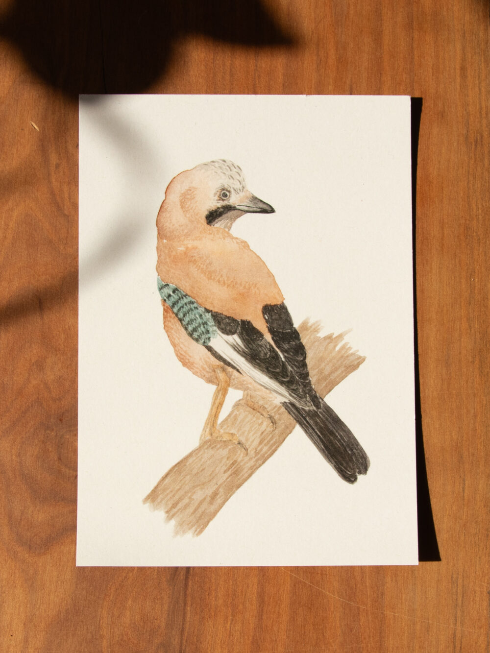 Postkarte Tiere - "Eichelhäher"