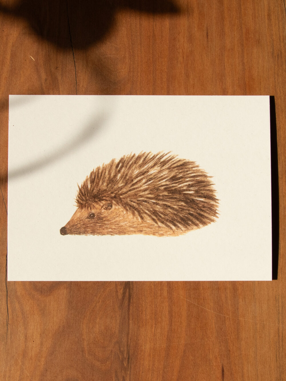 Postkarte Tiere - "Igel"