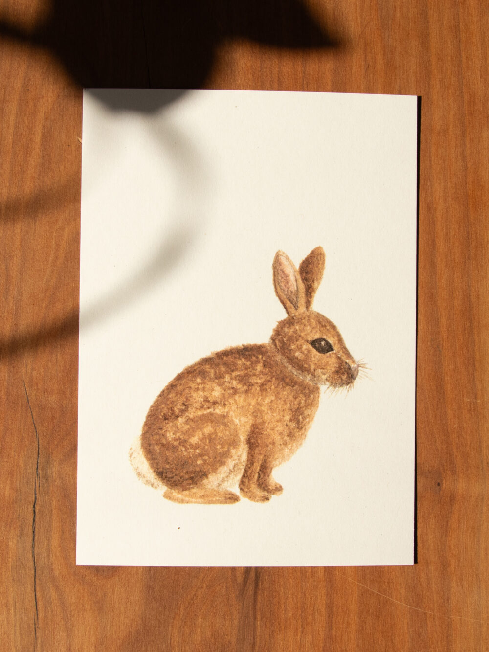 Postkarte Tiere - "Kaninchen"