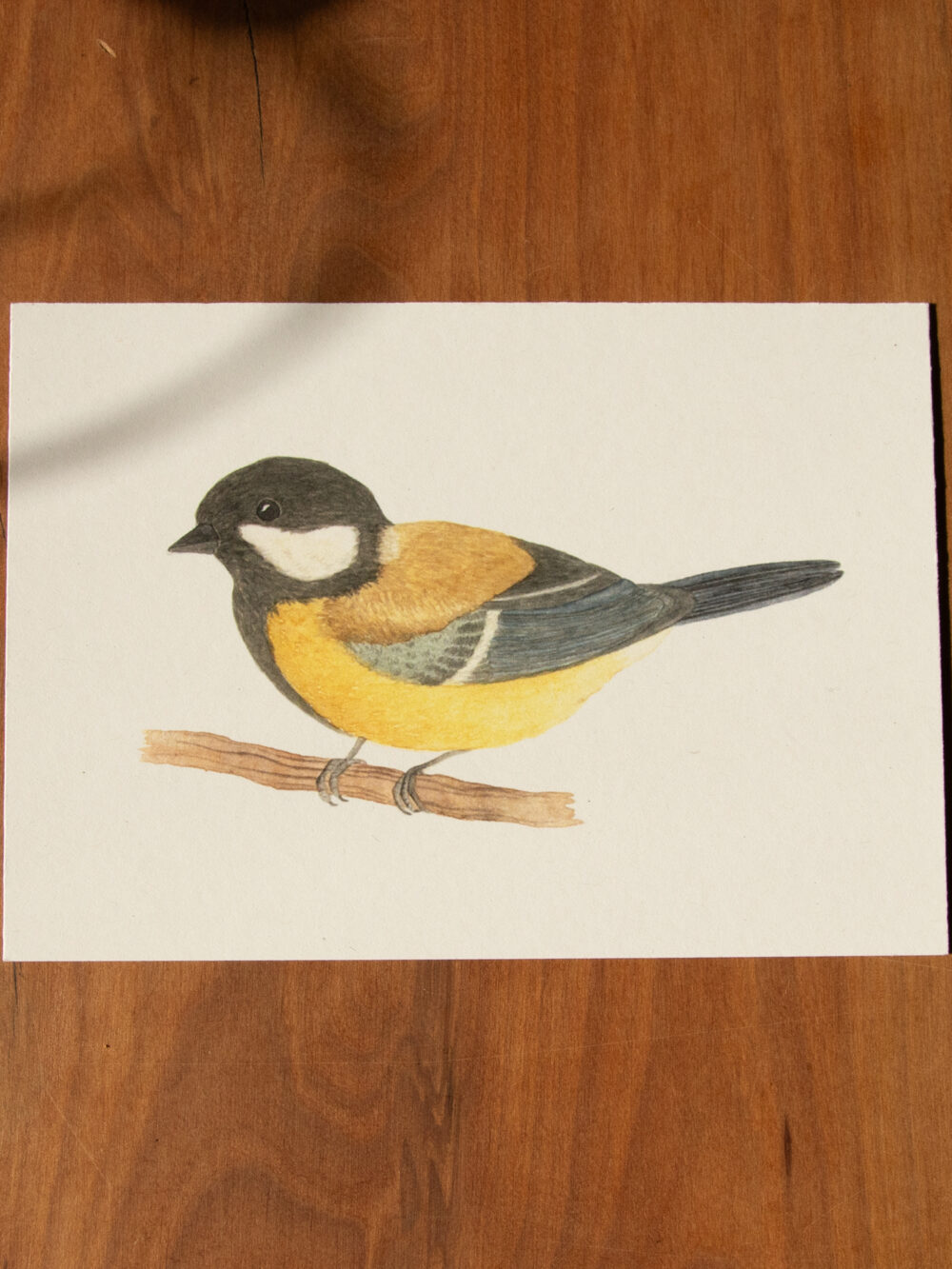 Postkarte Tiere - "Kohlmeise"