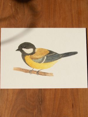 Postkarte Tiere - "Kohlmeise"