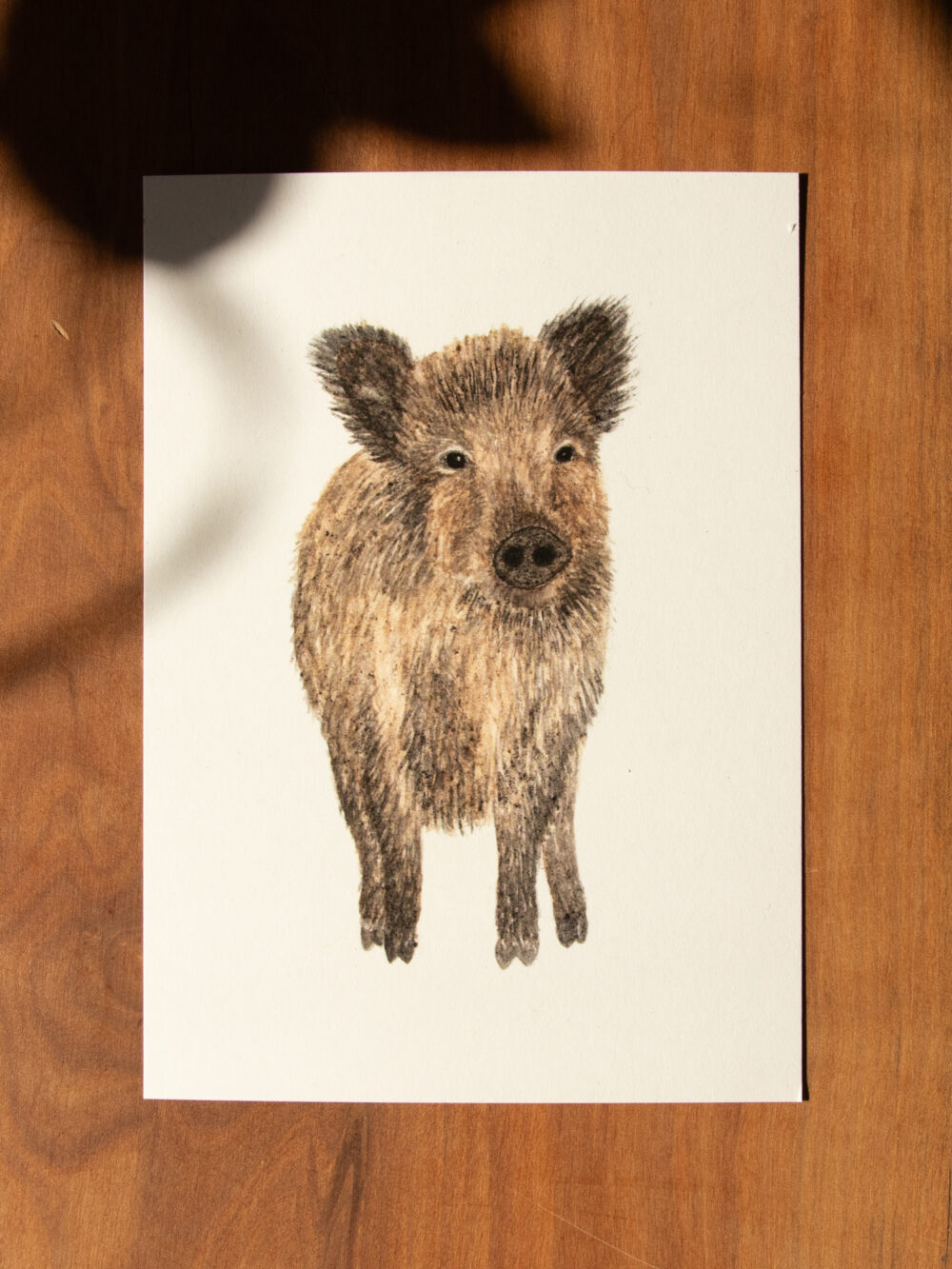 Postkarte Tiere - "Wildschwein"