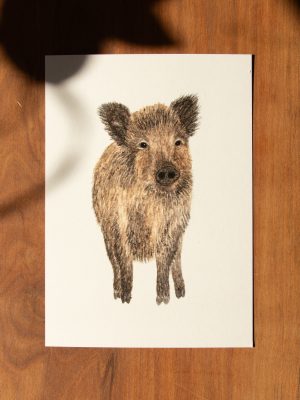 Postkarte Tiere - "Wildschwein"