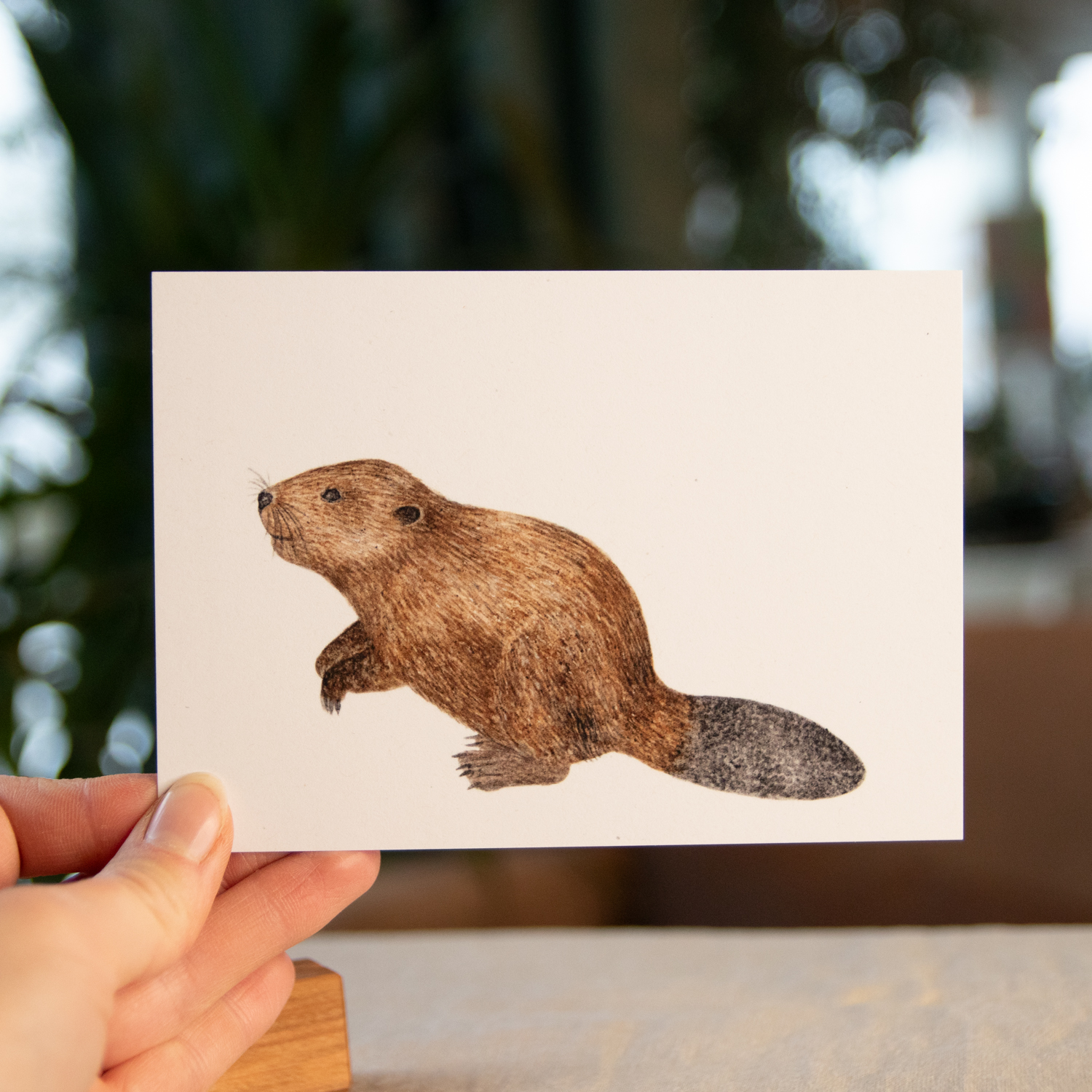 Postkarte Tiere - "Biber" – Bild 3