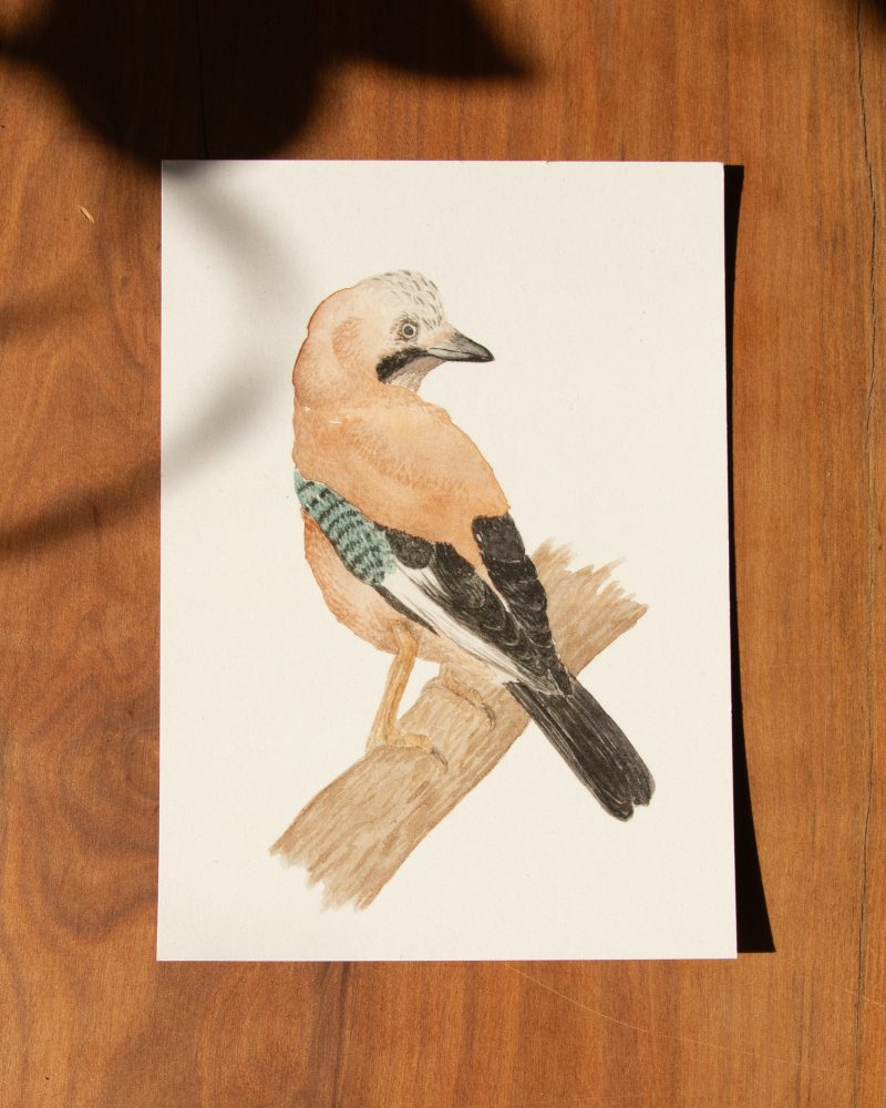 Postkarte Tiere – „Eichelhäher“