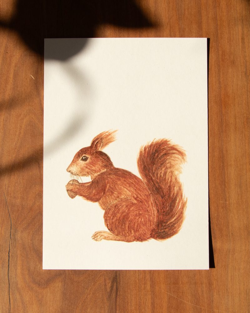 Postkarte Tiere – „Eichhörnchen“