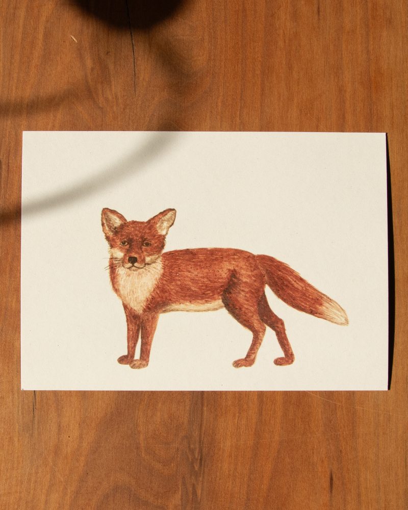 Postkarte Tiere – „Fuchs“