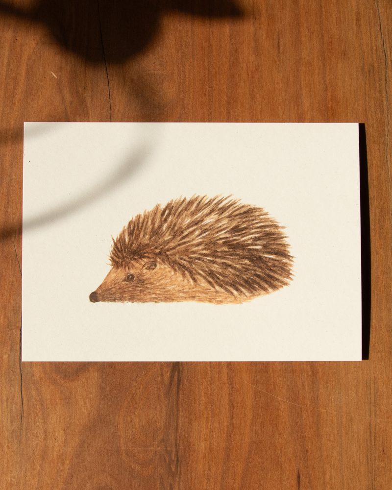 Postkarte Tiere – „Igel“