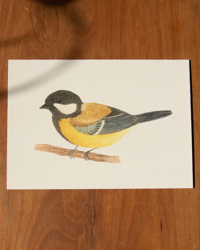 Postkarte Tiere – „Kohlmeise“