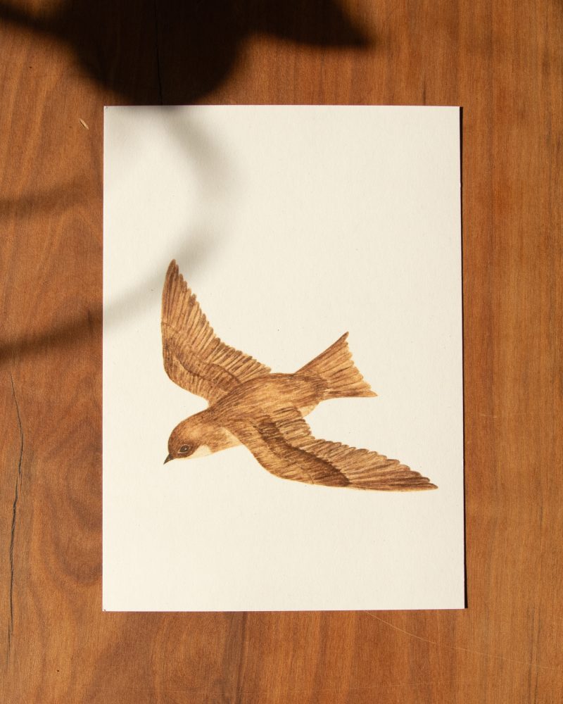Postkarte Tiere – „Mauersegler“