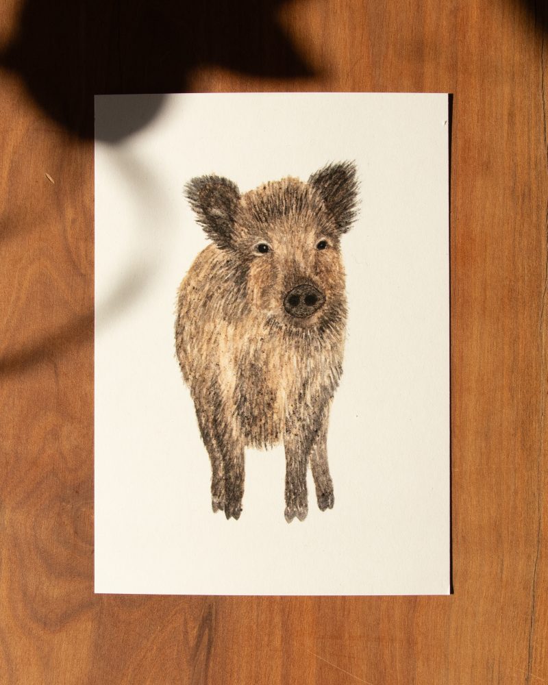 Postkarte Tiere – „Wildschwein“